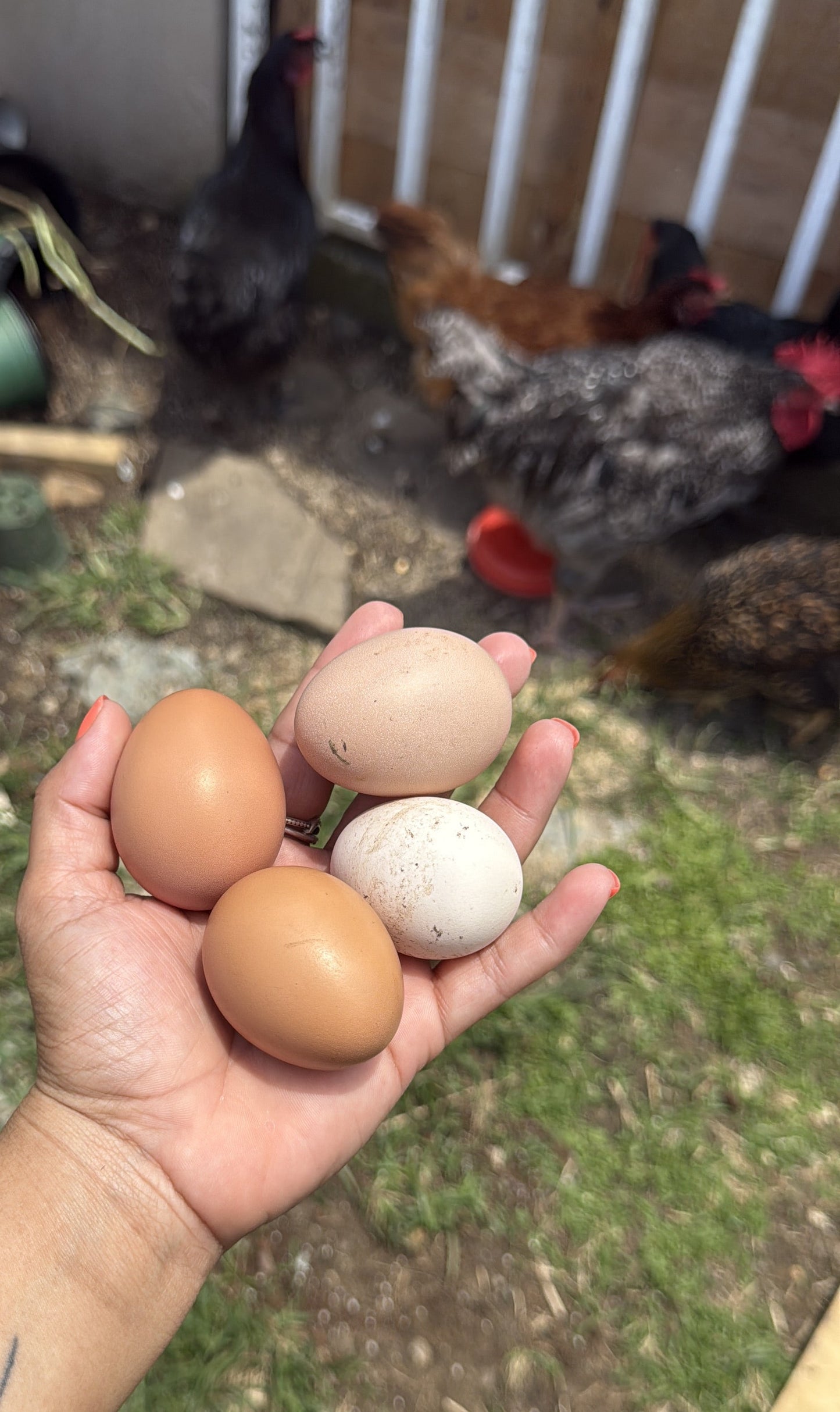 Huevos Khali’s (Solo Pick Up)